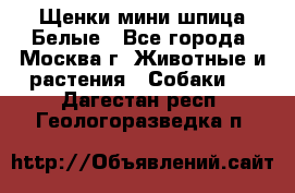 Щенки мини шпица Белые - Все города, Москва г. Животные и растения » Собаки   . Дагестан респ.,Геологоразведка п.